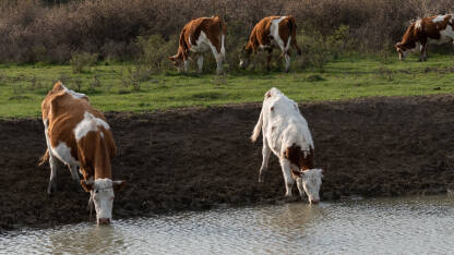 Krave na pojilištu, životinje piju vodu