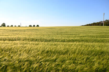 Polje sa žitom. Pšenica.
