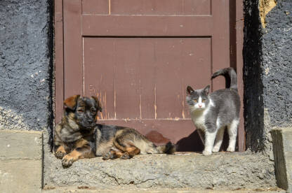 Pas i mačka uživaju na suncu ispred kuće. Kućni ljubimci.
