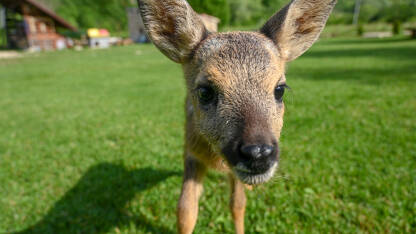 Mladunče srndaća gleda u kameru. Slatko srne u prirodi. Mladi jelen na livadi. Bambi.