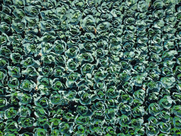 Kupus u polju. Zeleni i svježi listovi kupusa koji raste na navodnjavanom polju, snimak dronom. Organski kupus spreman za berbu.