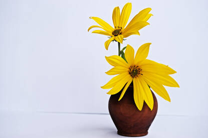 Dva žuta cvijeta u vazi na bijeloj pozadini.