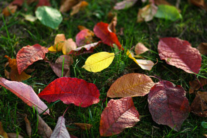Jesenje lišće na travi