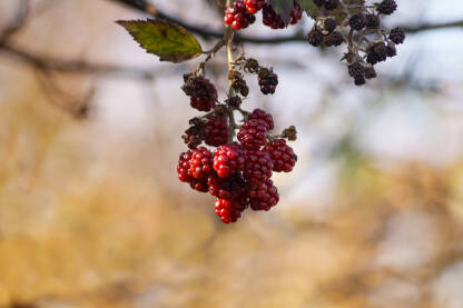 Plod divlje maline na grani.