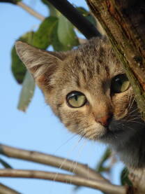 Siva mačka na drvetu