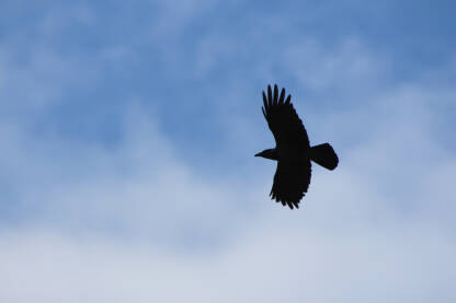 Crna vrana u letu ispod plavog neba