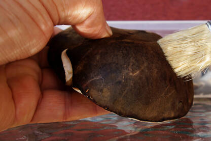 Priprema gljiva, svježih vrganja, za sušenje.