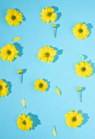 Patern od prelijepih žutih cvjetova margarete na svijetloplavoj podlozi sa sjenkama. Boje, podloga, paterni, cvjetovi, proljeće.