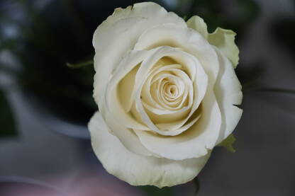 Bijela ruža u krupnom planu
