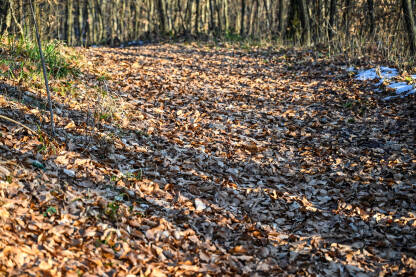 Šumska staza prekrivena lišćem u prirodi. Planinarska staza tokom sunčanog zimskog dana.