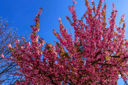 Japanska ukrasna trešnja Procvjetala japanska trešnja. Roze behar na stablu japanske trešnje.