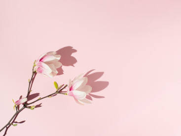 Grana s cvjetovima magnolije položena na ružičastu pozadinu.