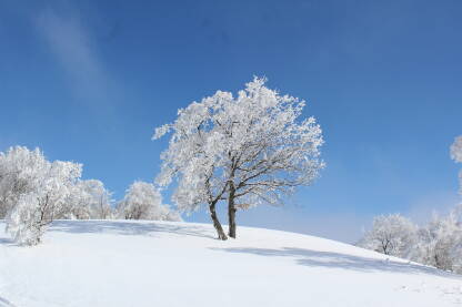 Drvo na snijegu