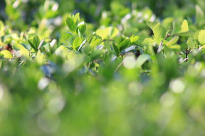 Živa ograda. Urbano rastinje. Krupni plan gradske žive ograde u proljeće.