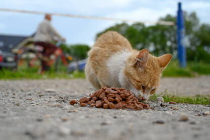 Mršava napuštena mačka jede hranu na ulici. Gladna mačka beskućnica u gradu. Napuštene životinje