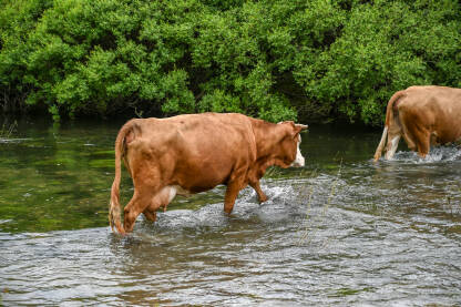 Krave prelaze rijeku. Domaće krave u vodi.