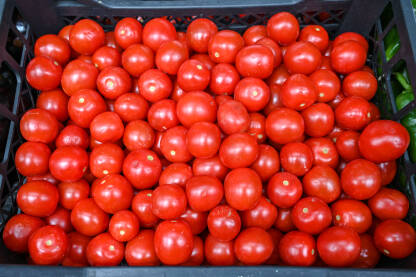 Crveni paradajz na prodaju na pijaci, krupni plan. Kutije pune paradajza u trgovini. Svježi paradajz na štandu. Zreli paradajz na stolu. Povrće.