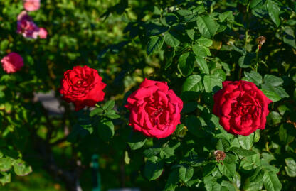 Crvene ruže u parku. Predivno cvijeće na zalasku sunca.