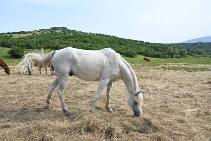 Prekrasan bijeli konj jede sijeno na polju. Konj na farmi.