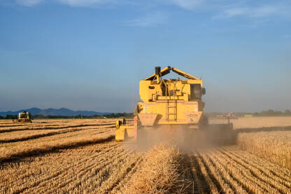 Kombajn skuplja pšenicu u polju. Žetva žitarica.