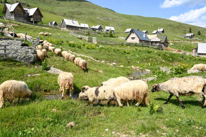 Ovce pasu travu na livadi. Skupina ovaca na pašnjaku.
