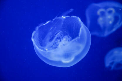 Meduze plivaju u vodi. Meduza Uhati klobuk
pluta pod vodom. Krupni plan meduza u moru. Aurelia aurita.