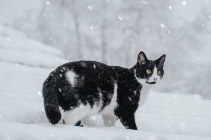 Crno bijela mačna u snijegu.