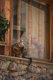 Mačka se češe na prozoru