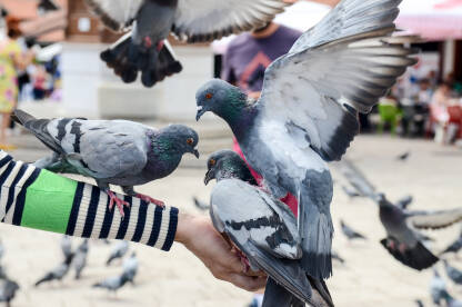 Golubovi jedu hranu iz ruke. Ptice u gradu. Baščaršija, Sarajevo. Divlji golubovi na ulici.