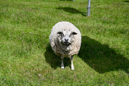Ovca pase travu u Nizozemskoj. Bijela domaća ovca u polju.