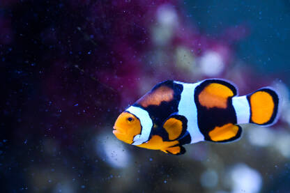 Riba klaun ili Ocellaris Clownfish pliva u u akvariju. Šarene tropske ribe u moru.