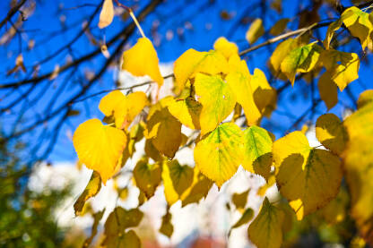Žuto lišće na drvetu u jesen.