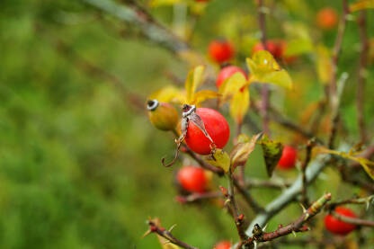 Plod šipurka na grani u prirodi.
