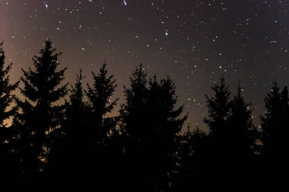 Zvjezdano nebo sa zimzelenim drvećem.