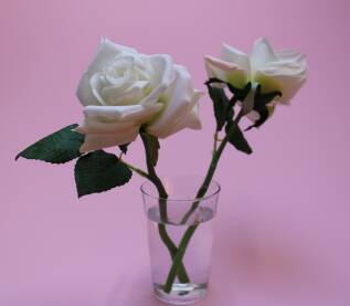 Dvije bijele ruže u staklenoj čaši