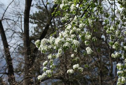 Drvo sa granama na kojima su beli cvetovii zeleni listici u prolece, drvo sljive