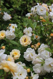 Pcela u procvjetalim ruzama