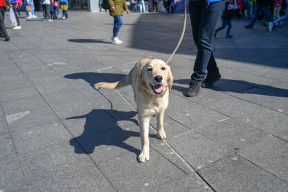 Prelijepi pas u šetnji. Labrador.