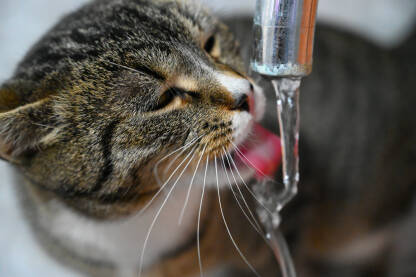 Mačka pije vodu iz česme. Domaća žedna mačka liže vodu iz slavine.