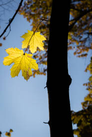 Jesen - Javorovo lišće na Sunce