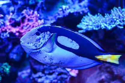 Prekrasna tropska riba pliva u morskoj vodi. Plavi tang