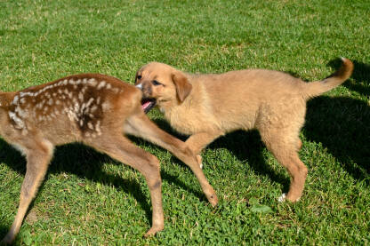Pas i lane se igraju na travi.
