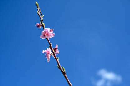 Ružičasto cvijeće breskve u voćnjaku. Drvo cvjeta u proljeće. Grana sa cvjetovima na suncu. Procvjetalo drvo u vrtu.