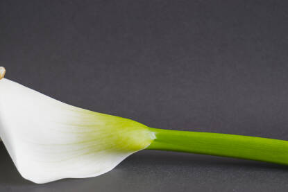 Cvijet Kale na tamnoj podlozi