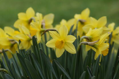 Na fotografiji se nalazi proljetno cvijeće koje se nalazi u mnogim baštama i vrtovima.