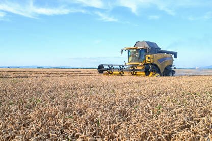 Kombajn radi u polju i prikuplja zlatnu pšenicu. Žetvu žitarica ljeti. Kombajn radi i kosi žitarice u polju.