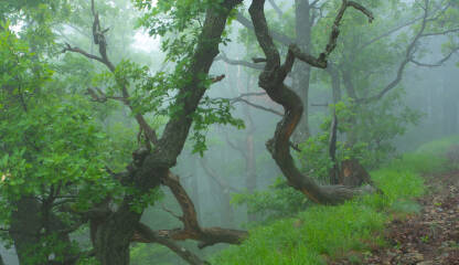 Šumska mistična maglovita scena, stari hrastovi u magli pored planinarske staze ka vrhu Tvrtkovac.