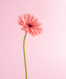 Cvijet gerbera lijepe roze boje na pastelnoj roze podlozi.