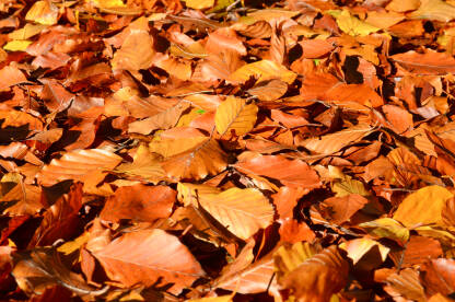 Boje jeseni. Opalo suho lišće u šumi u jesen. Otpalo lišće na šumskom tlu.