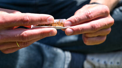 Cigarete. Motanje duhana. Čovjek prstima umotava duhan u papir, krupni plan. Pušenje i ovisnost.
